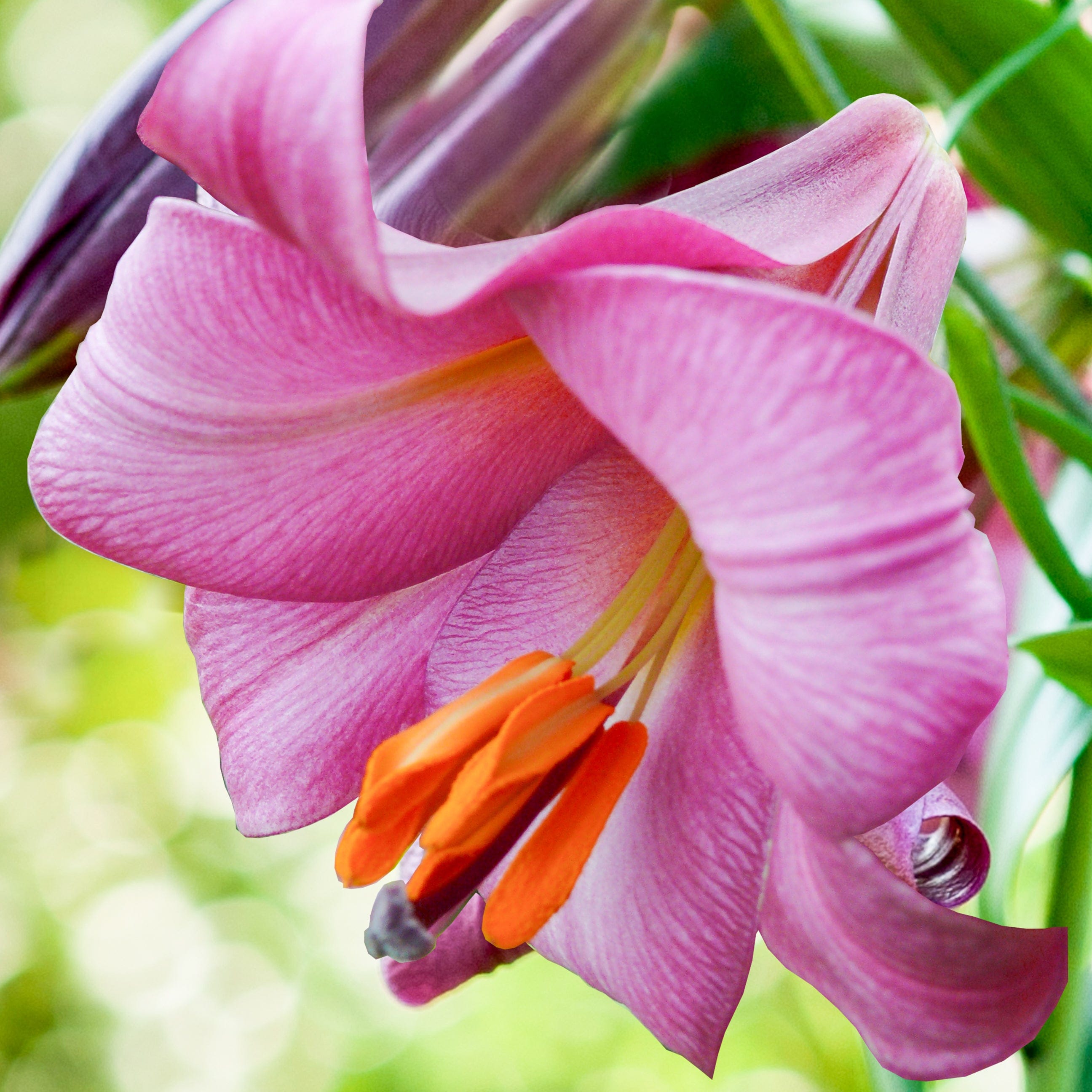 Lilja 'Pink Perfection'